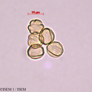 ISEM 1/Miconia_quadripora_29305/Miconia_quadripora_29305_0001(copy)_thumb.jpg